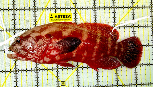 Red Grouper WYSIWYG MGT022704 Size: XXXL/SHOW 6.75" Approx (Species)