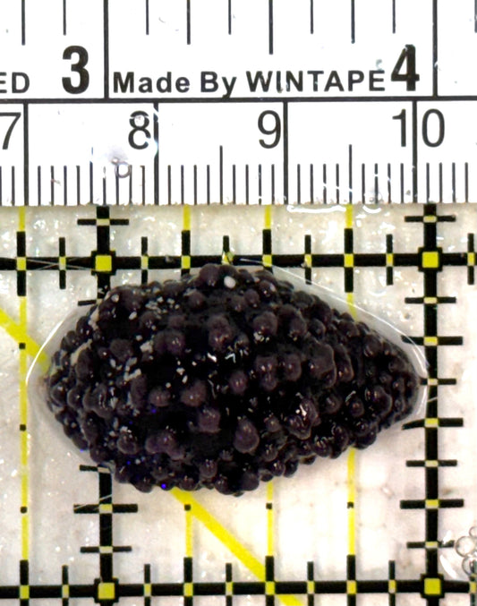 Black Corn Sea Slug BCSS040601 WYSIWYG Size: S 1.25" approx