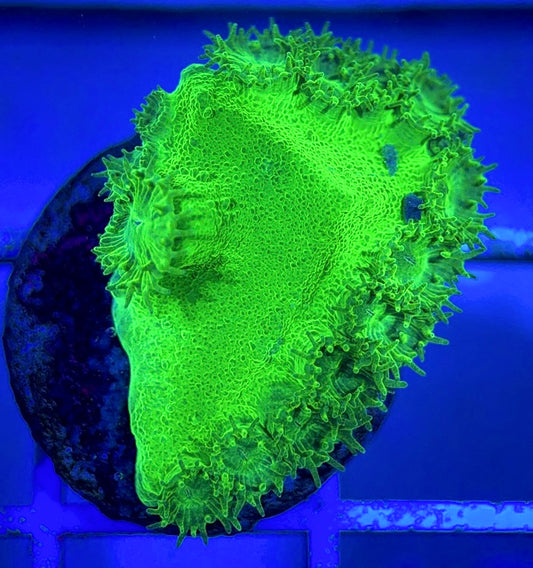 Aussie Neon Pagoda Cup Coral ANPCC051301 WYSIWYG