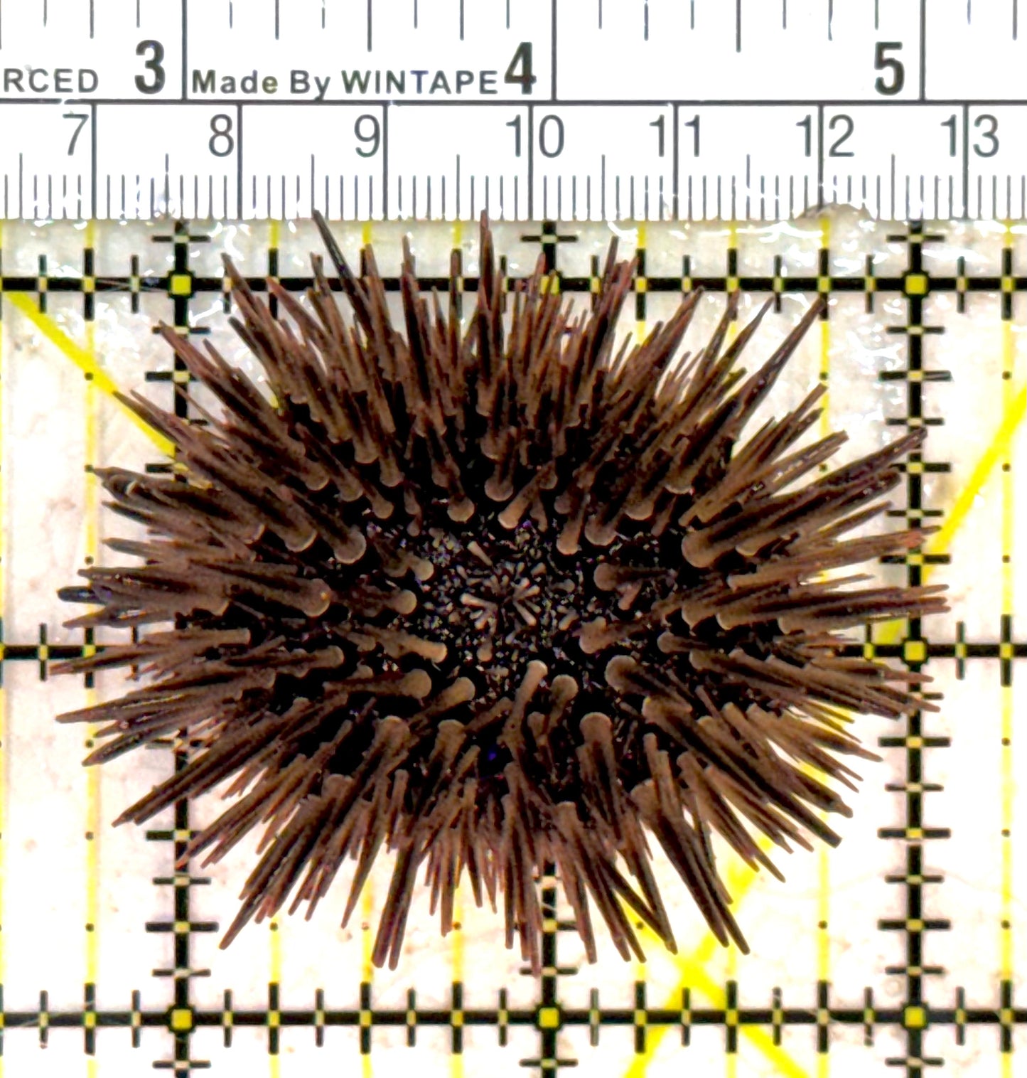 Pencil Urchin PU040601 WYSIWYG Size: S 2" approx