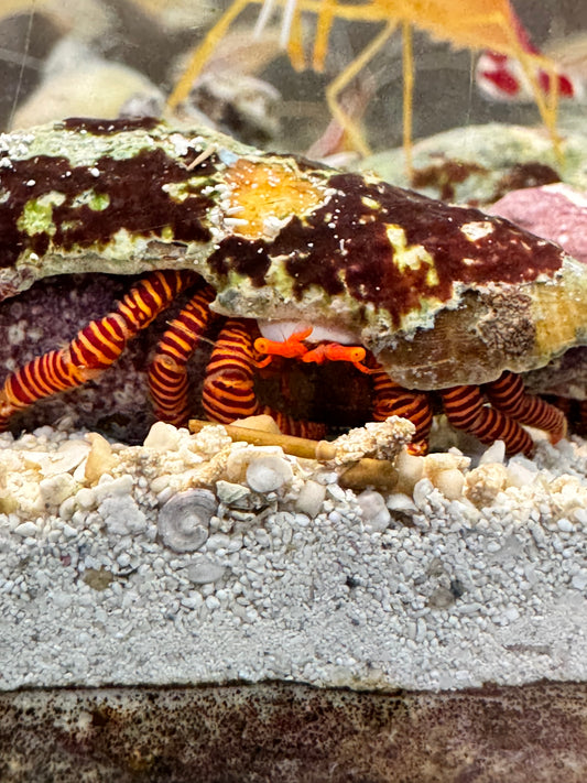 Halloween Hermit Crab HHC040601 WYSIWYG