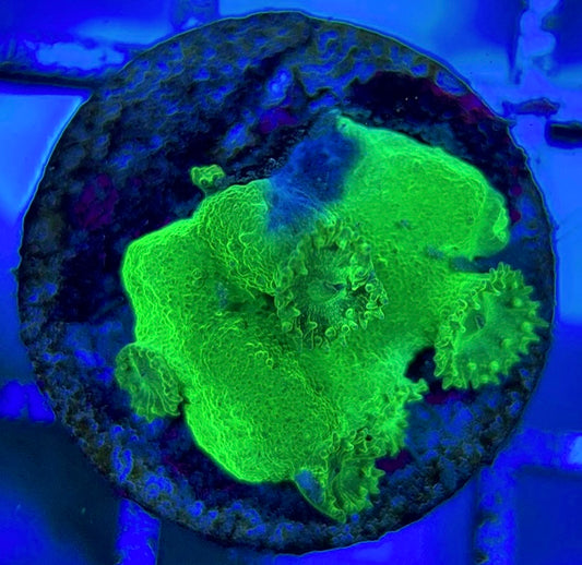 Aussie Neon Pagoda Cup Coral ANPCC051302 WYSIWYG