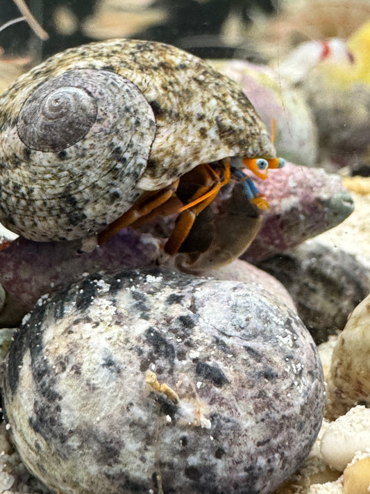 Hermit Crab HC040601 WYSIWYG