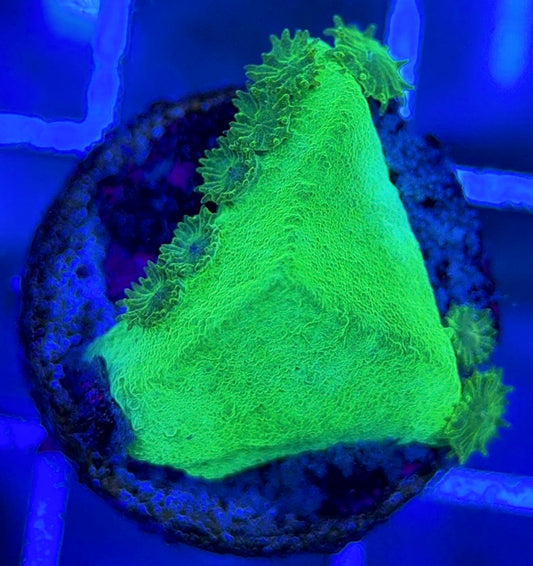 Aussie Neon Pagoda Cup Coral ANPCC051303 WYSIWYG