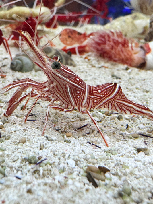 Dancing Camel Shrimp DCS040501 WYSIWYG