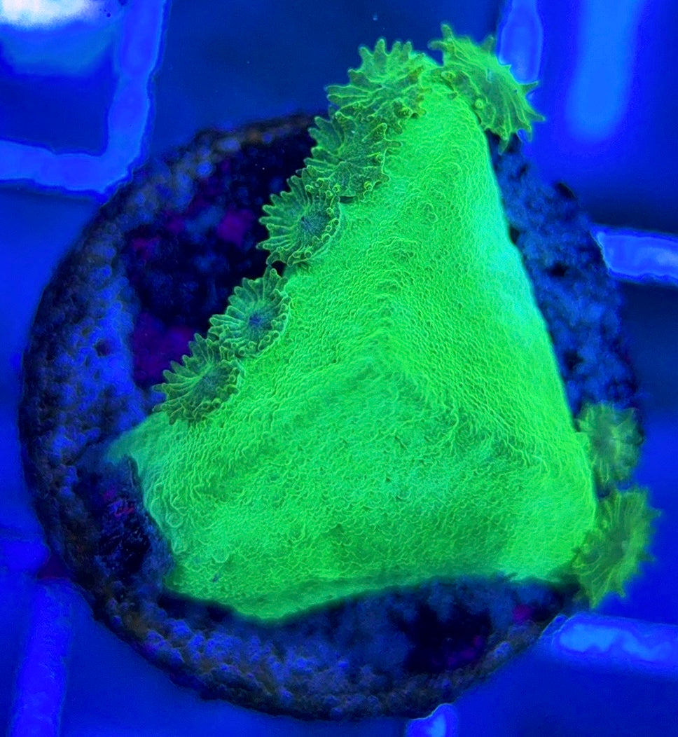 Aussie Neon Pagoda Cup Coral ANPCC051303 WYSIWYG