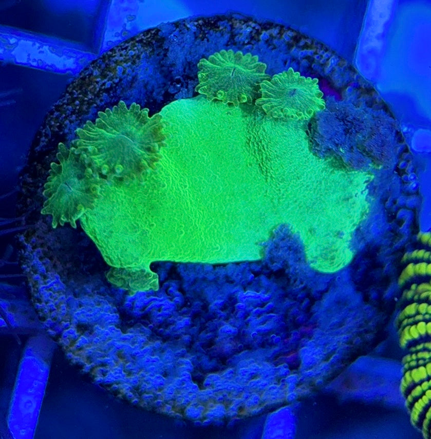 Aussie Neon Pagoda Cup Coral ANPCC051304 WYSIWYG