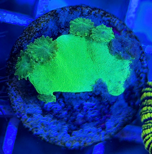 Aussie Neon Pagoda Cup Coral ANPCC051304 WYSIWYG