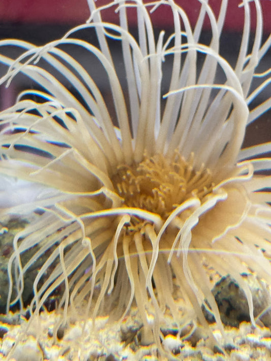Yellow Tube Anemone YTA040601 WYSIWYG