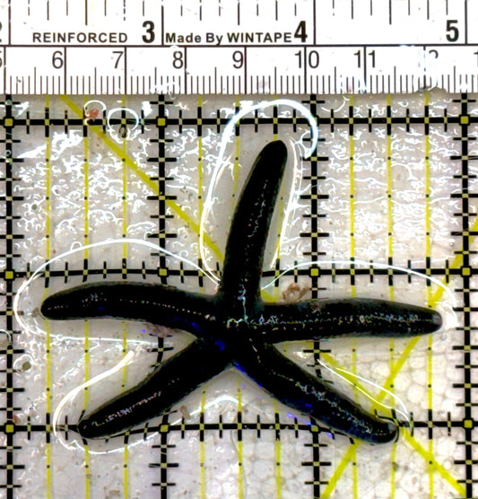 Black Linckia Starfish BLS040601 WYSIWYG Size: M 3" approx