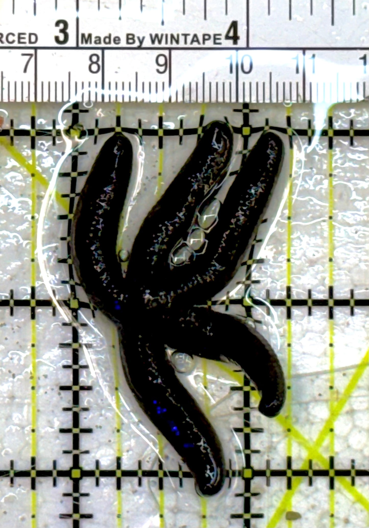 Black Linckia Starfish BLS040602 WYSIWYG Size: S 1" approx