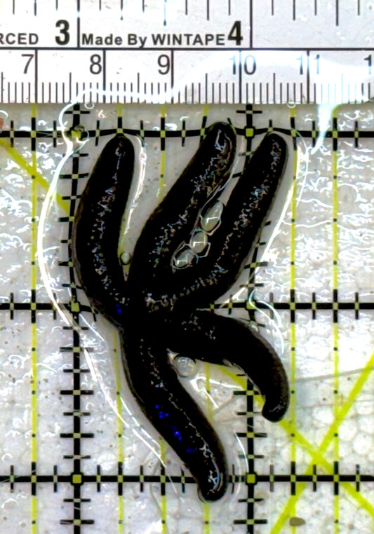 Black Linckia Starfish BLS040602 WYSIWYG Size: S 1" approx