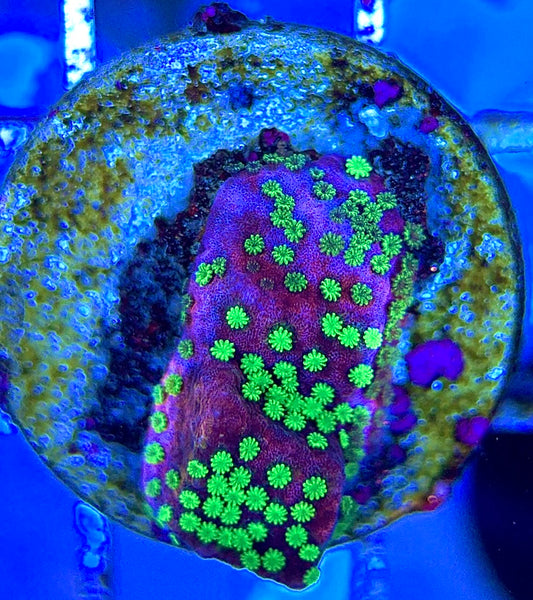 VA Supernatural Montipora VSM051303 WYSIWYG
