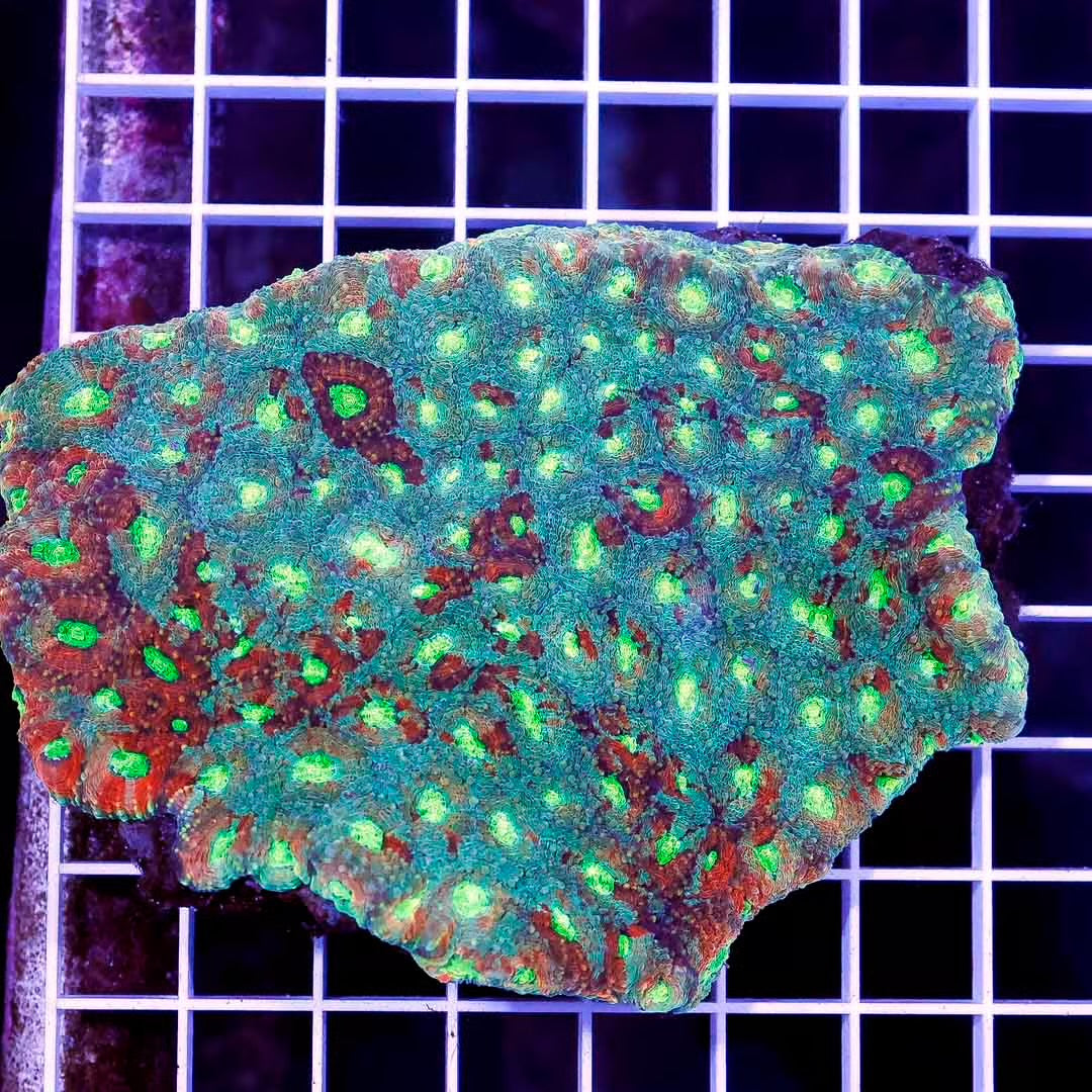 Indo Ultra Hot Acan Echinata Mother Colony IUHAEMC030501 WYSIWYG
