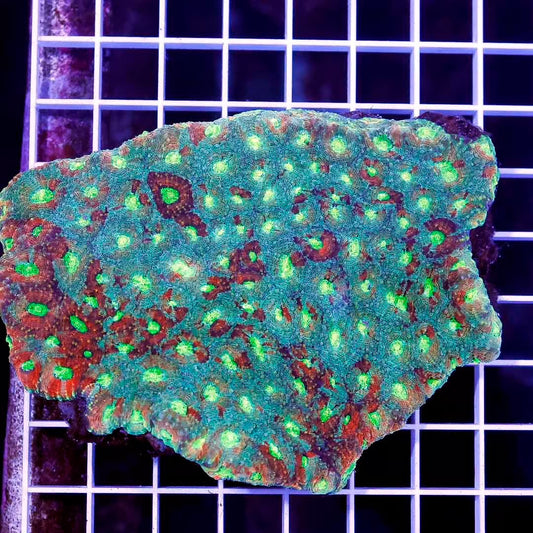 Indo Ultra Hot Acan Echinata Mother Colony IUHAEMC030501 WYSIWYG
