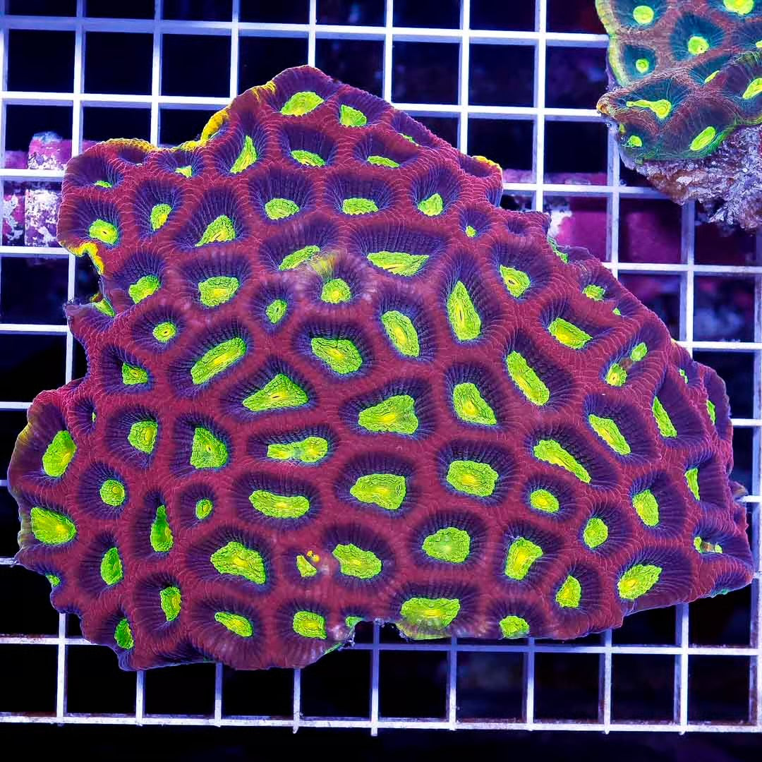 Dragon Soul Favia Size: M 0.75" to 1" Diamter Approx - Violet Aquarium 