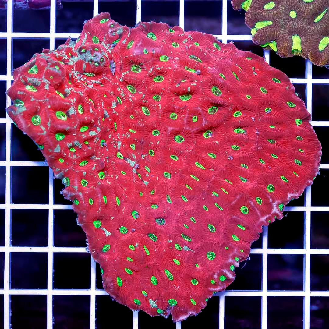 Aussie Ultra War Favities Size: M 0.75" to 1" - Violet Aquarium 