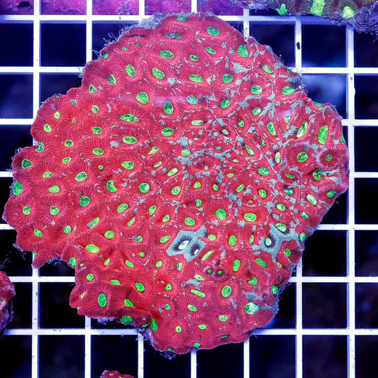 Neon Aussie War Favites Mother Colony NAWFMC030502 WYSIWYG
