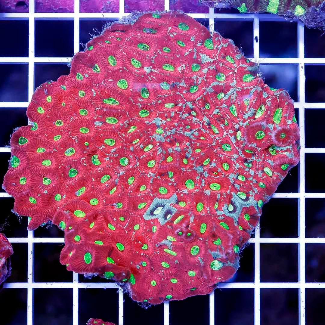 Aussie Ultra War Favities Size: M 0.75" to 1" - Violet Aquarium 