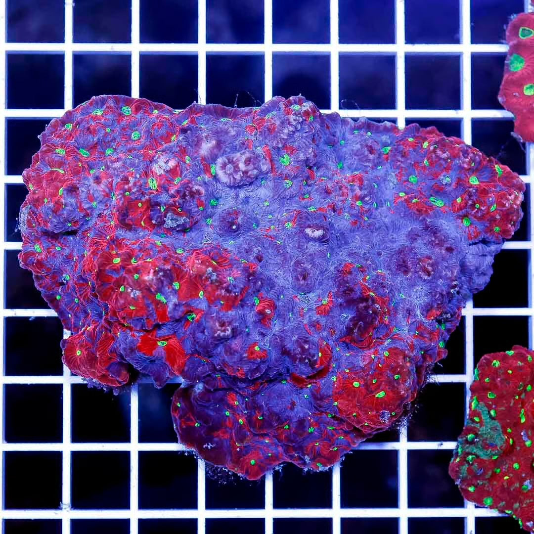 Aussie Ultra War Favities Size: M 0.75" to 1" - Violet Aquarium 
