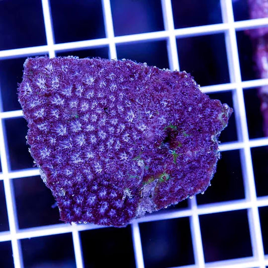 Aussie Lepthastrea Mother Colony ALMC030501 WYSIWYG