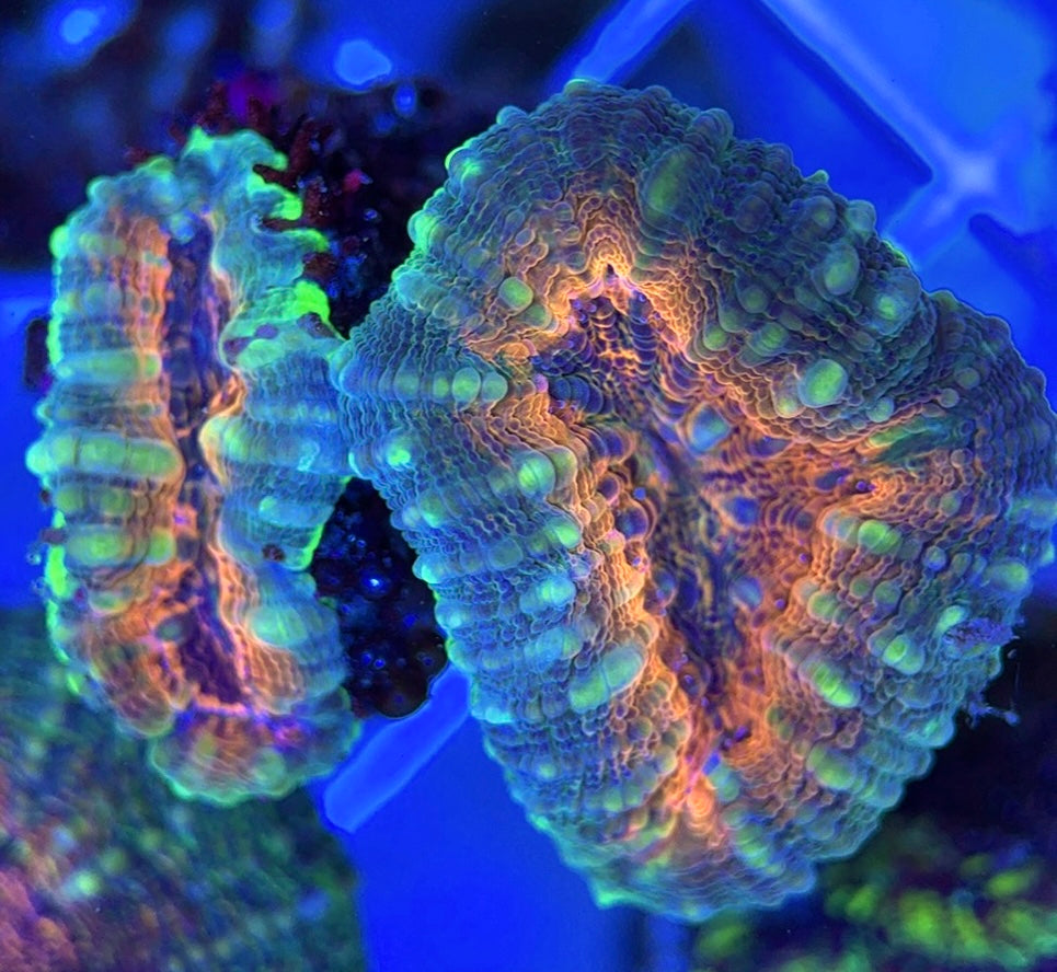 Molten Lava Lobophyllia MLL051301 WYSIWYG