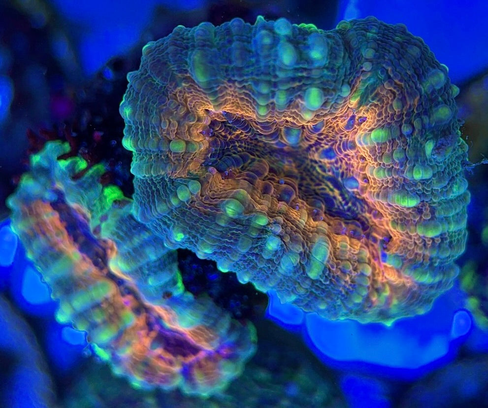 Molten Lava Lobophyllia MLL051301 WYSIWYG
