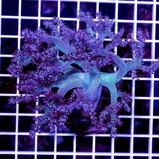 Indo Neon Kenya Tree Mother Colony INKTMC030501 WYSIWYG