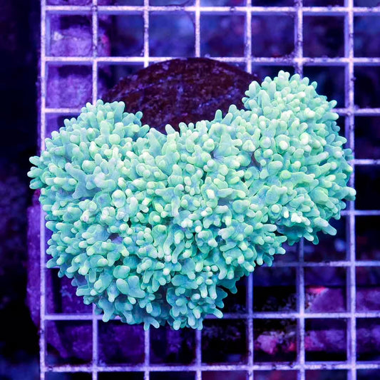 Indo Toxic Pearl Bubble Coral Size: L 1" to 3" Frag - Violet Aquarium 