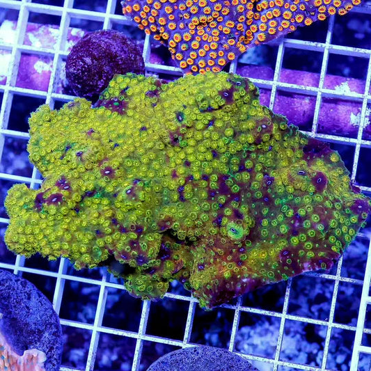 Aussie Ultra Lepthastrea Mother Colony AULMC030501 WYSIWYG