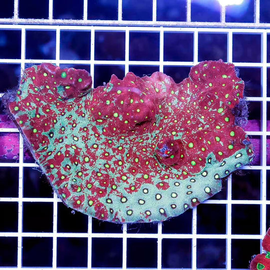 Aussie Neon War Favites Mother Colony ANWFMC030501 WYSIWYG