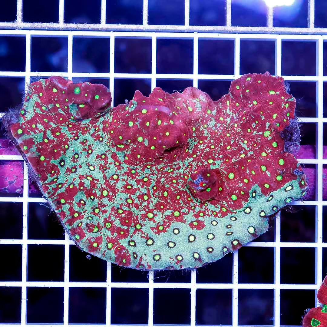 Aussie Ultra War Favities Size: M 0.75" to 1" - Violet Aquarium 