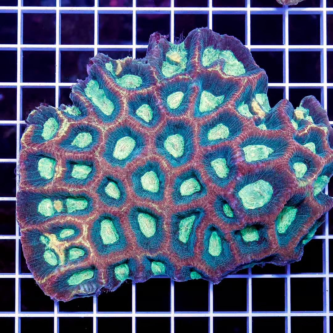 Aussie Met Reverse Prism Favia Mother Colony AMRPFMC030501 WYSIWYG