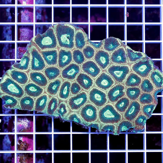 Aussie Ultra Reverse Prism Favia Size: M 0.75" to 1" Diamter Approx