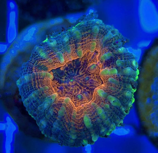 Molten Lava Lobophyllia MLL051303 WYSIWYG