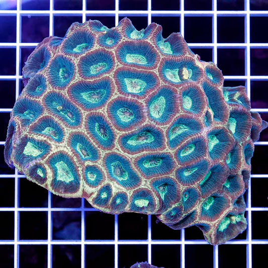 Aussie Met Reverse Prism Favia Mother Colony AMRPFMC030503 WYSIWYG