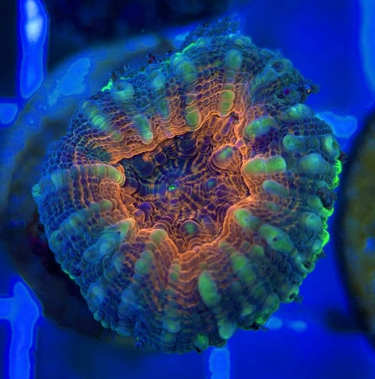 Molten Lava Lobophyllia MLL051303 WYSIWYG