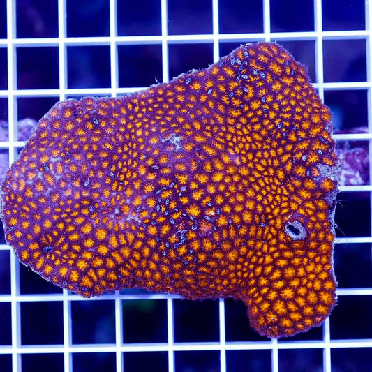 Aussie Ultra Lepthastrea Mother Colony AULMC030502 WYSIWYG