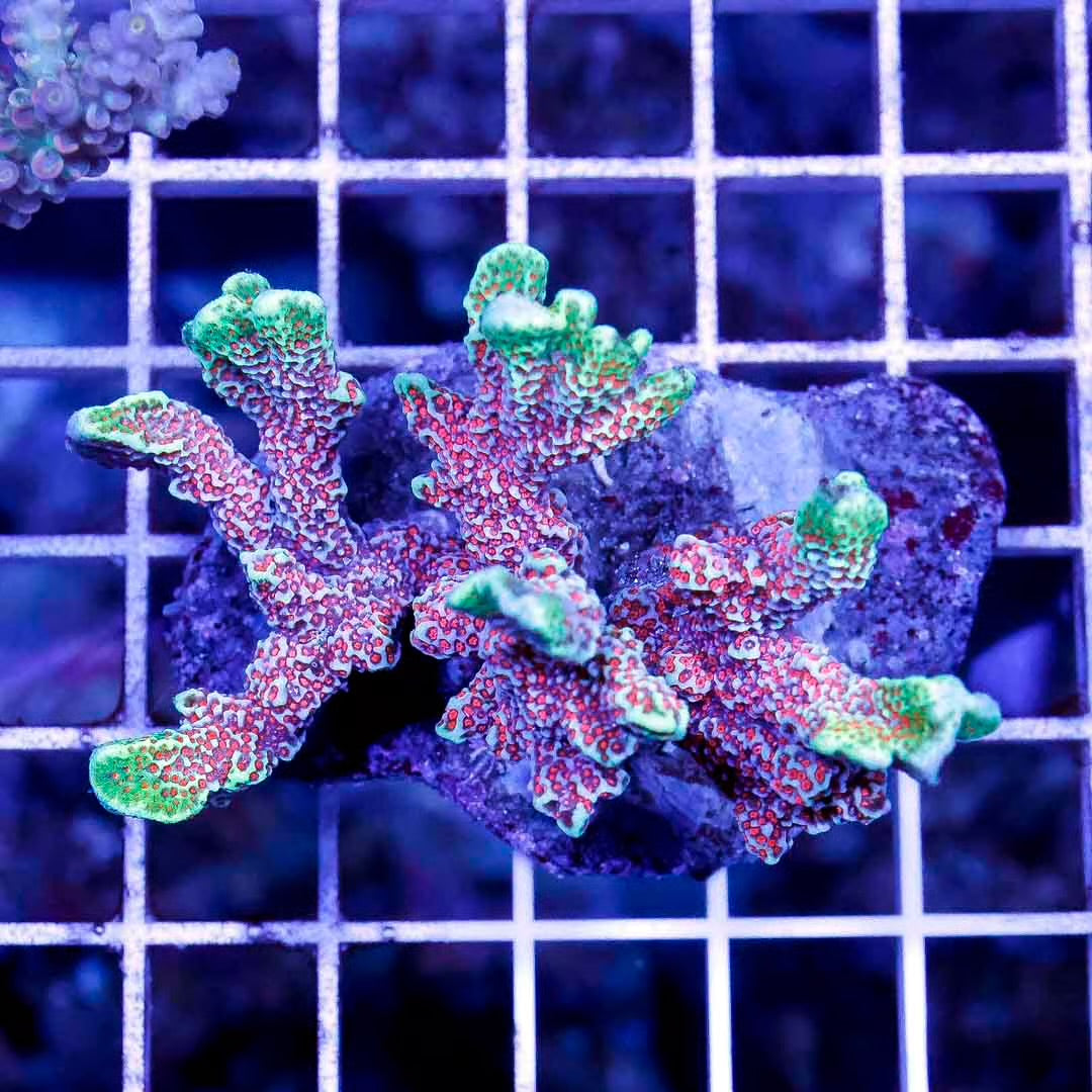 Indo Ultra Hot Cultured Montipora Size: S 0.5" to 1" Frag