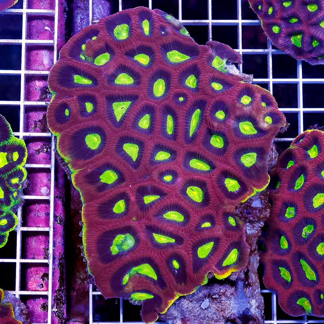 Dragon Soul Favia Size: M 0.75" to 1" Diamter Approx - Violet Aquarium 