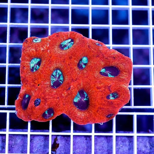Aussie Atomic Grade A Acan Bowerbanki Size: L 1" to 2" Frag