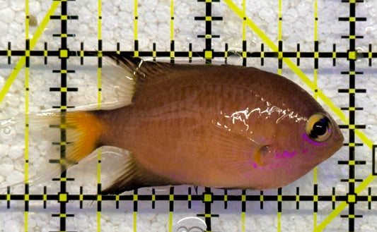 Agile Chromis AC041103 WYSIWYG Size: S 2.25" approx