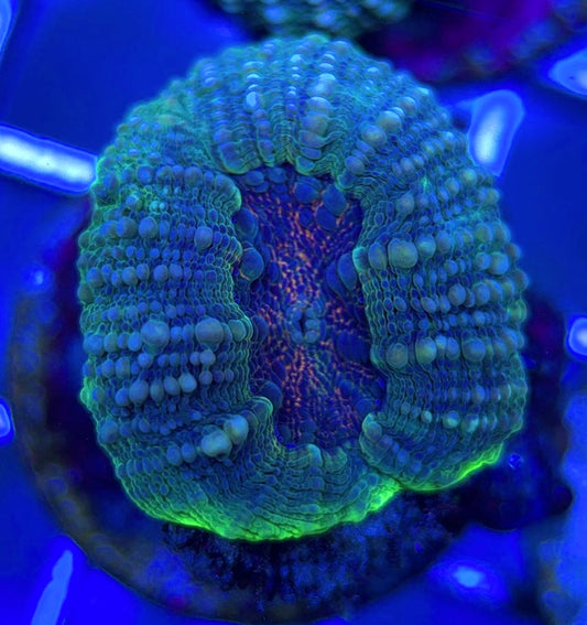 Molten Lava Lobophyllia MLL051304 WYSIWYG