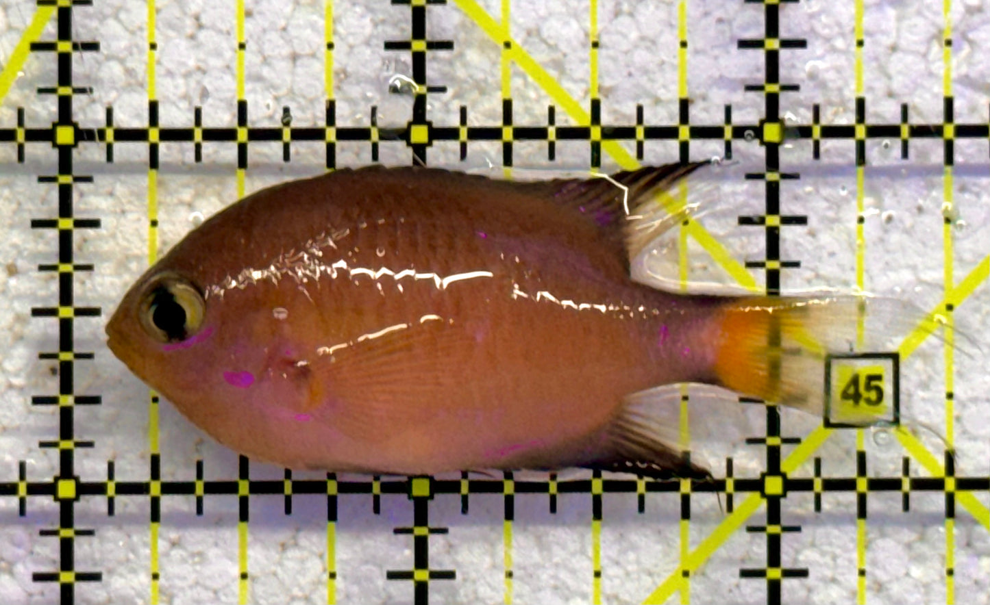 Agile Chromis AC041103 WYSIWYG Size: S 2.25" approx