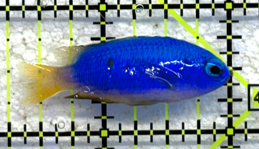 Yellowtail Damselfish YD041001 WYSIWYG Size: S 1.75" approx