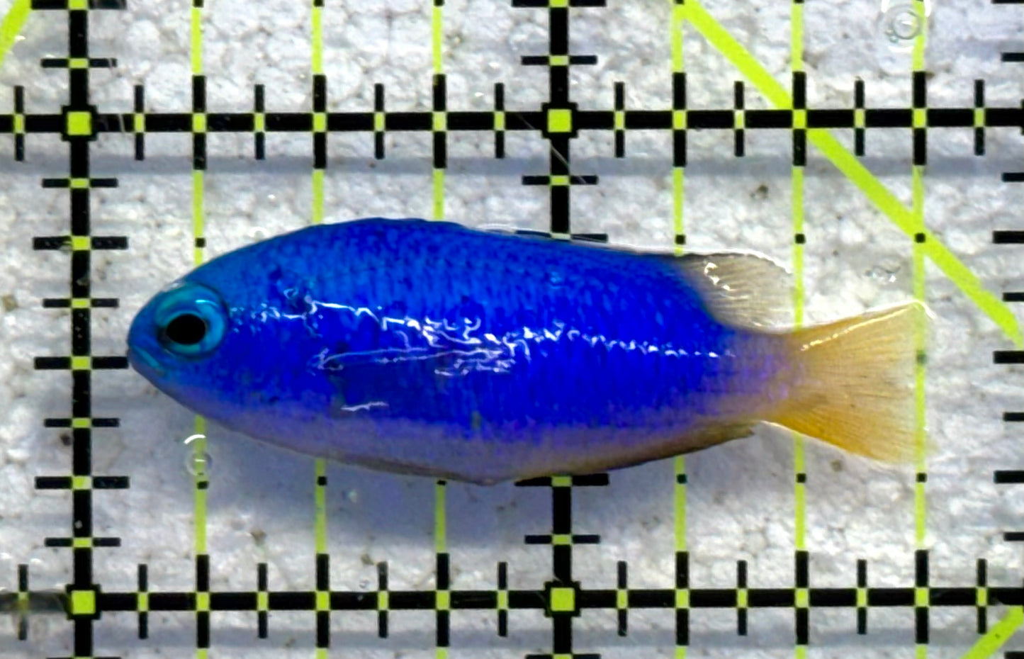 Yellowtail Damselfish YD041001 WYSIWYG Size: S 1.75" approx
