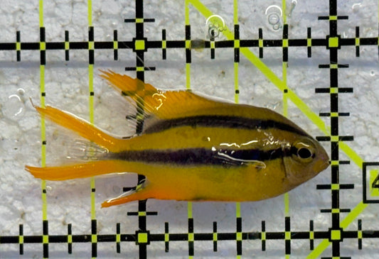 Black and Gold Chromis BGC041001 WYSIWYG Size: S 1.5" approx