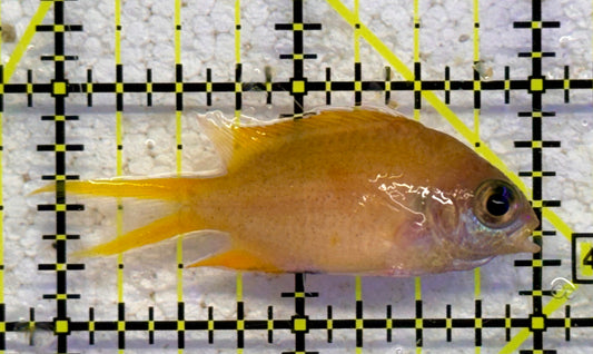 Agile Chromis AC041101 WYSIWYG Size: S 2" approx