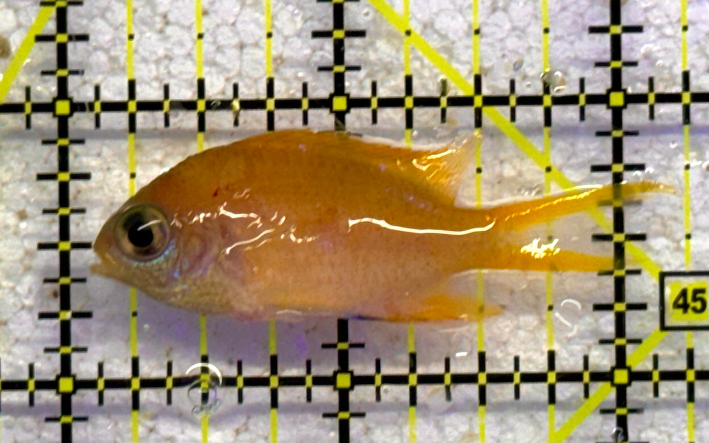 Agile Chromis AC041101 WYSIWYG Size: S 2" approx
