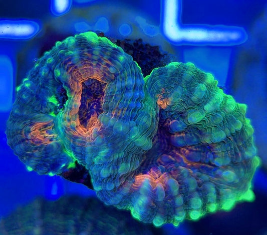 Molten Lava Lobophyllia MLL051302 WYSIWYG